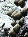 limpets in a cave (species name) Subtaxa:name