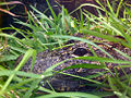 Chinese alligator (A. sinensis) Subtaxa:name