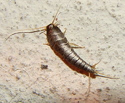 Lepisma saccharina-2.jpg