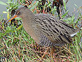 California Clapper Rail (Rallus iongirostris) Family: Rallidae
