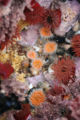 Sea anemone Class: Anthozoa