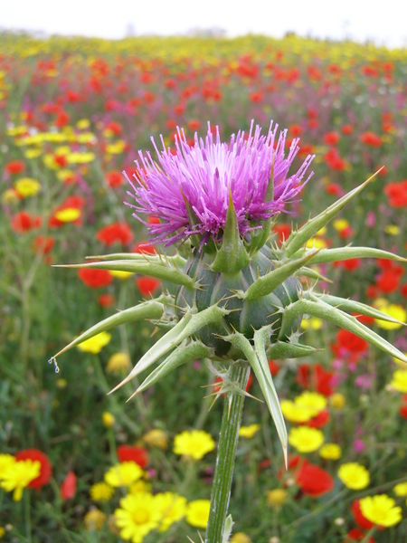 File:Silybum marianum photo.jpg