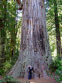 Giant sequoia (S. Giganteum)