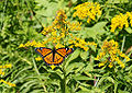Viceroy Butterfly (Limenitis Archippus)