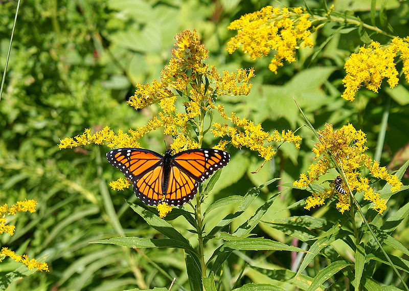 File:Viceroy 5.jpg