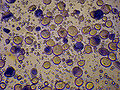 Thumbnail for version as of 02:16, 30 January 2012