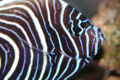 Emperor angelfish (Pomacanthus imperator) Genus: Pomacanthus