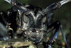73851 orig.jpg