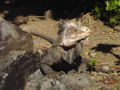 Lesser Iguana, Dominica, W.I..