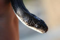 Black rat snake's head