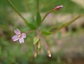 Broad-leaved willowherb (Epilobium montanum) Family: Onagraceae