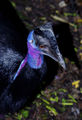 dwarf cassowary (Casuarius bennetti)