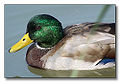 Duck Family: Anatidae