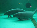 Dugong