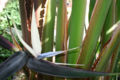 Giant Bird of Paradise (Strelitzia nicolai)