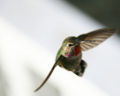 Thumbnail for version as of 04:57, 18 January 2007