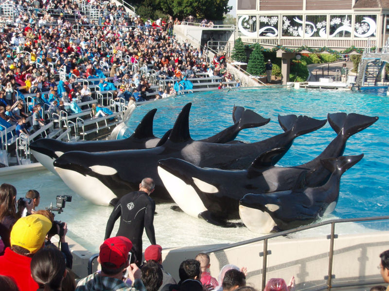 File:Killer whales.jpg