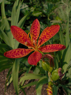 Leopardlily2.jpg