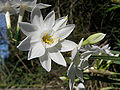 Paperwhite Narcissus (Narcissus papyraceus)