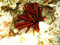 Red Pencil Slate Urchin (Heterocentrotus mammillatus) Order: Echinoida