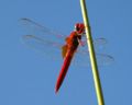 Dragonfly (Crocothemis erythraea) Class: Insecta