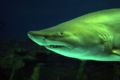 A sand tiger