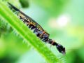 Snakefly Order: Raphidioptera