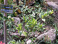 Coca Plant (E. Coca)