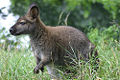 Red-necked Wallaby (Macropus rufogriseus)