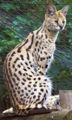 (serval) serval