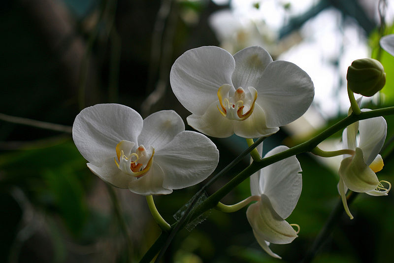 File:2829661475 9bb9ae68be b.jpg