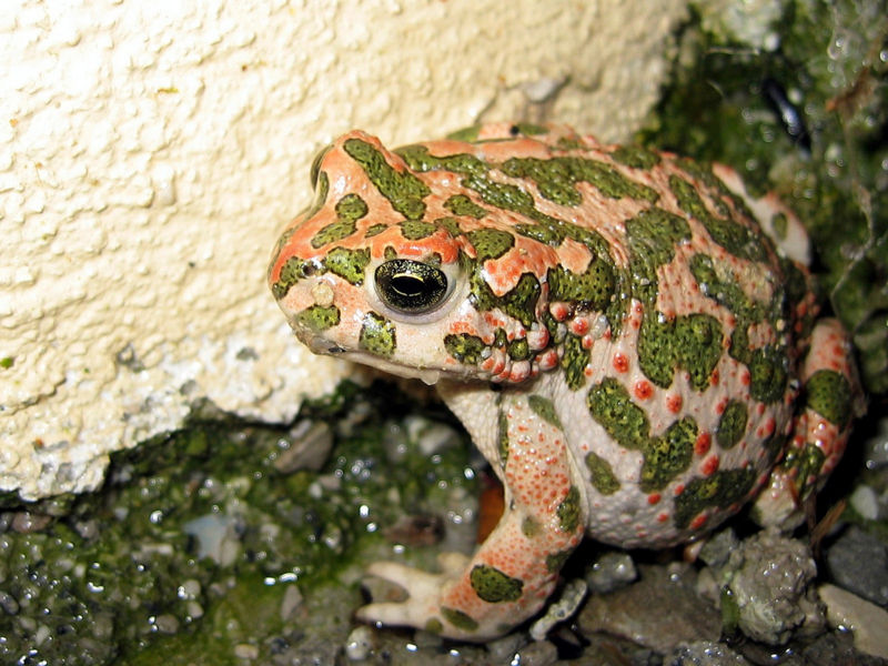 File:Bufonidae5.jpg
