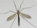 Thumbnail for version as of 07:02, 8 May 2007