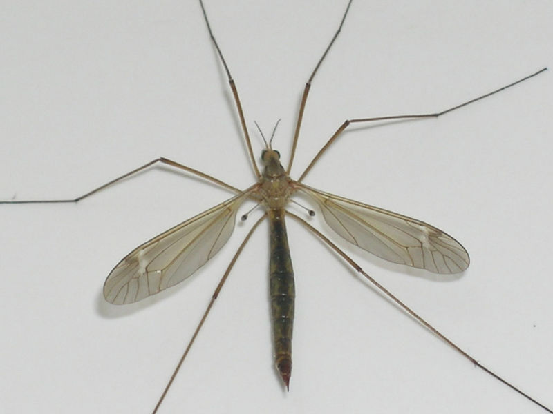 File:Crane fly halteres.jpg