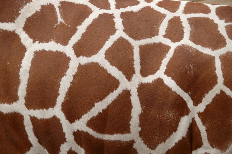 File:Giraffenfell.jpg