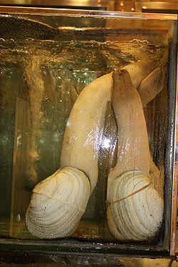 Goeduck clam.jpg