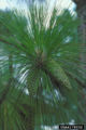 Longleaf Pine cone