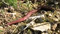 Common-name: Earthworm (Lumbricus terrestris) Family: Lumbricidae