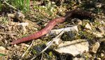 Worm.jpg