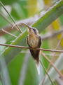 Cinnamon-throated hermit (Phaethornis maranhaoensis)