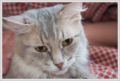 Cat (Felis silvestris catus) A sad cat