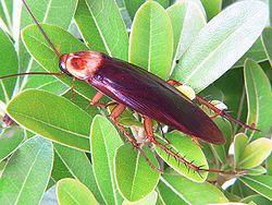 American cockroachleaves.jpg