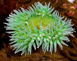 Anemone129181039 689f0201bf.jpg