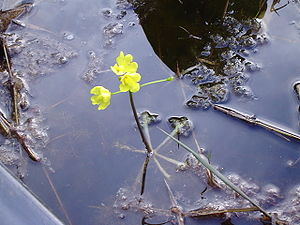 Bladderwort floating.jpg