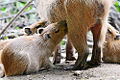 Capybara (H. hydrochaeris)