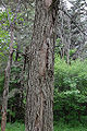 American Elm with Dutch Elm Disease