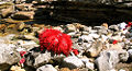 Red Slate Pencil Sea Urchin (Heterocentrotus mammillatus) Order: Echinoida