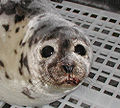 Harp Seal (P. Groenlandicus) Genus: Phoca
