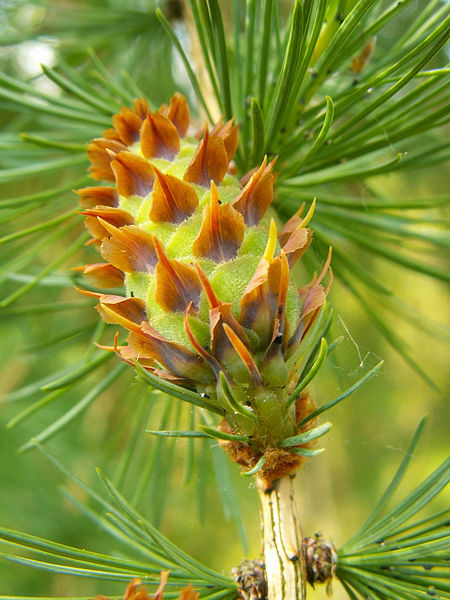 File:Larix decidua.jpg