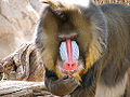 Thumbnail for version as of 03:02, 26 February 2010
